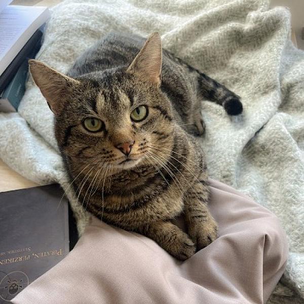 Kattenpraat
