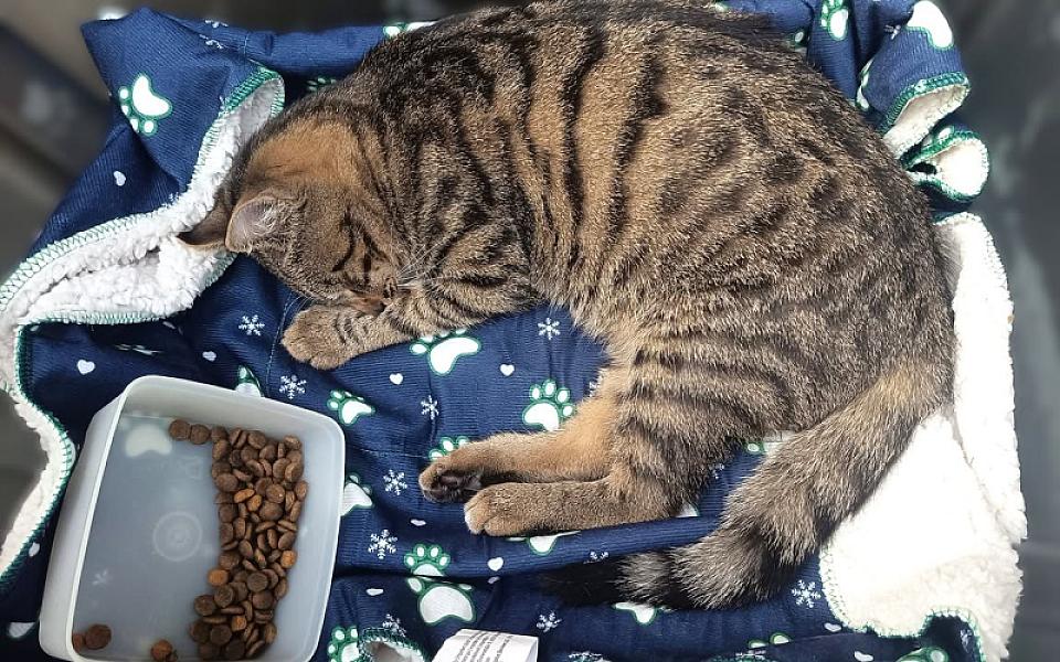 Kattenpraat