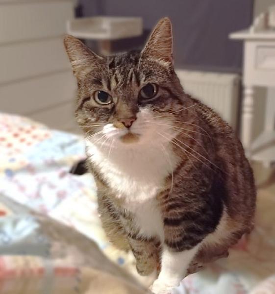 Kattenpraat