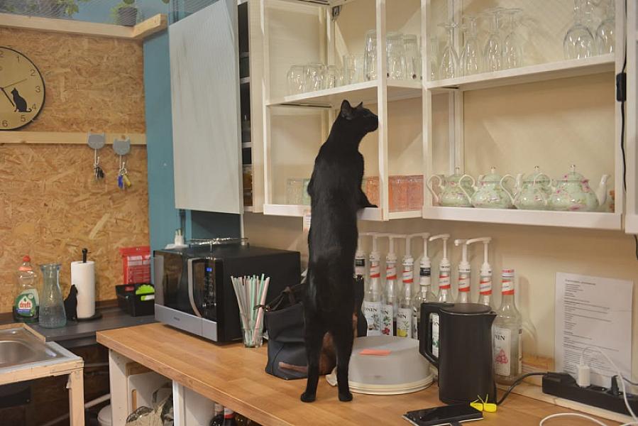 Kattenpraat