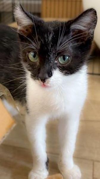 Kattenpraat