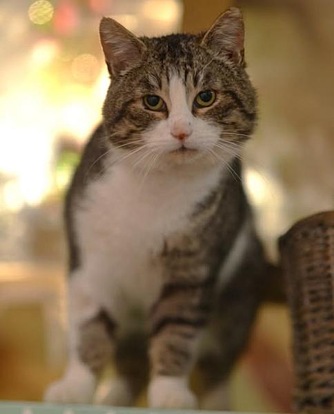 Kattenpraat