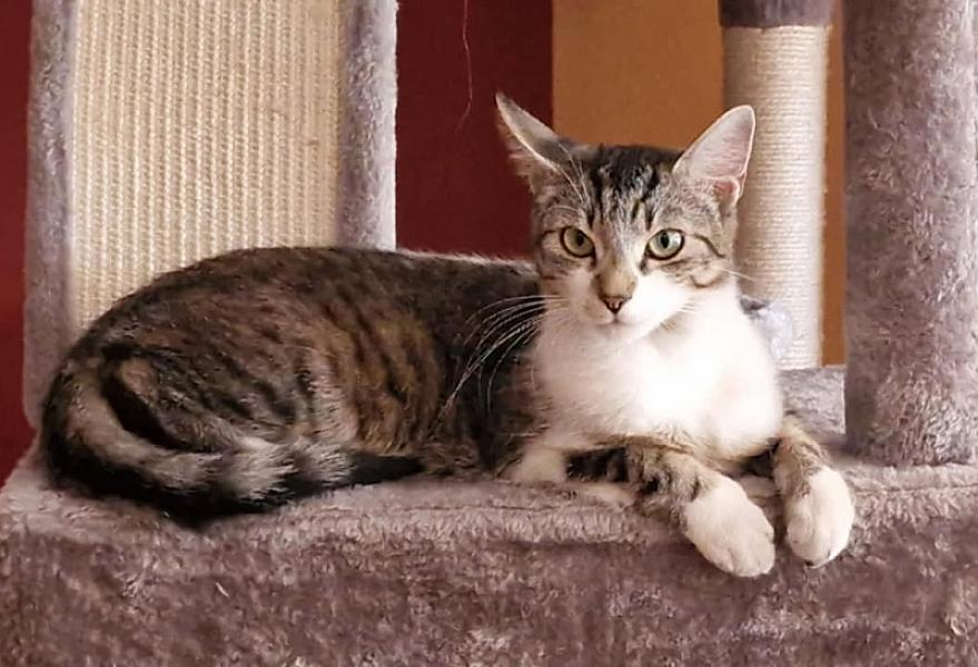 Kattenpraat