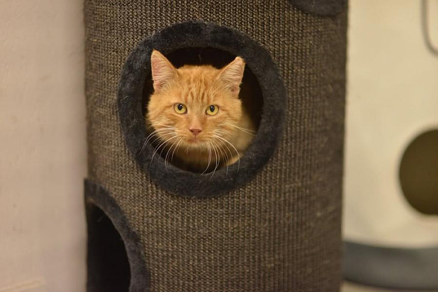 Kattenpraat