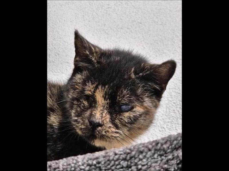 Kattenpraat