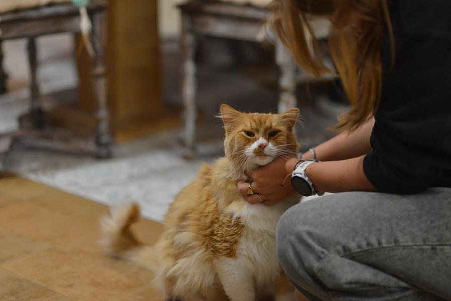 Kattenpraat