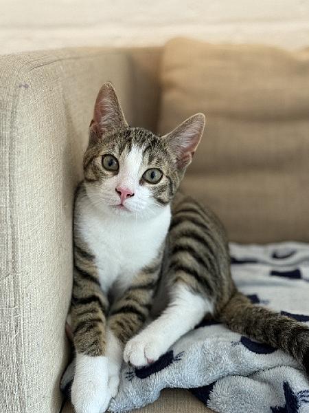 Kattenpraat