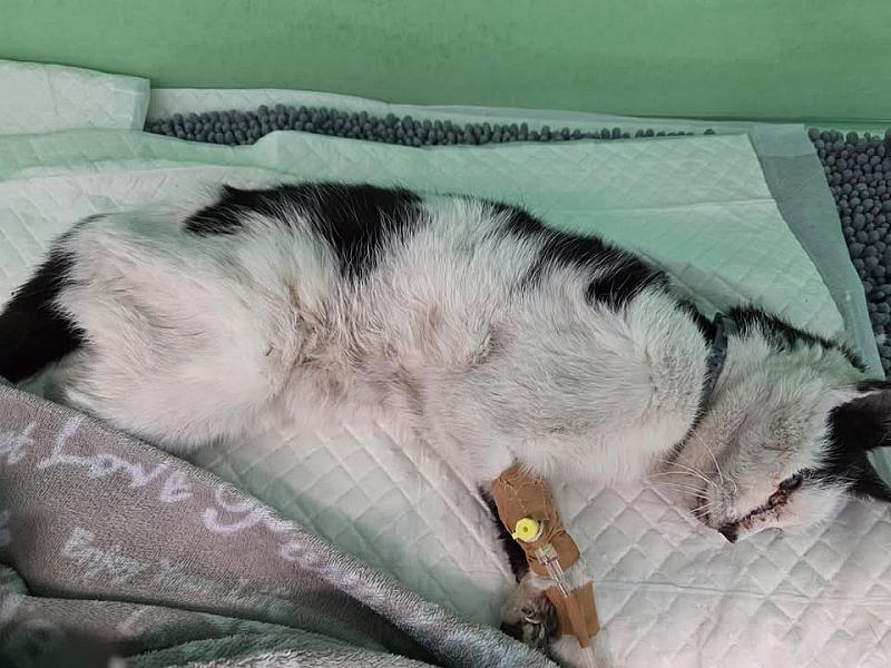Kattenpraat