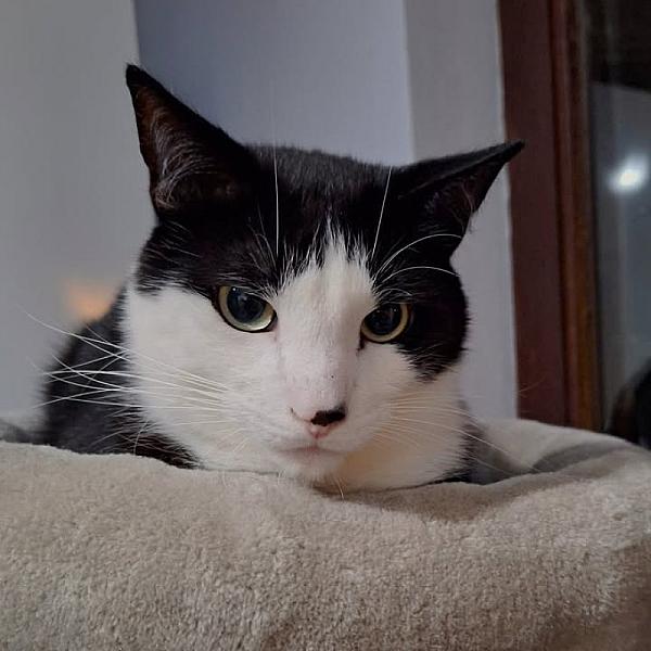 Kattenpraat