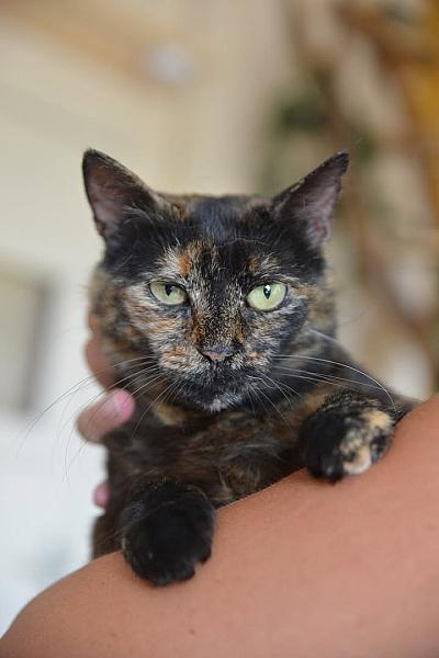 Kattenpraat