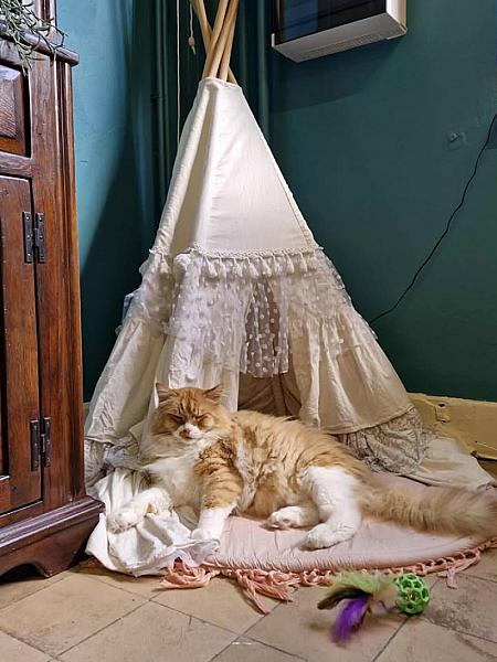 Kattenpraat