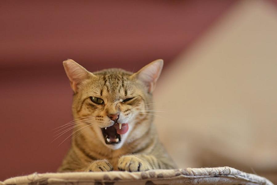 Kattenpraat