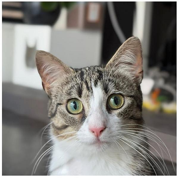Kattenpraat