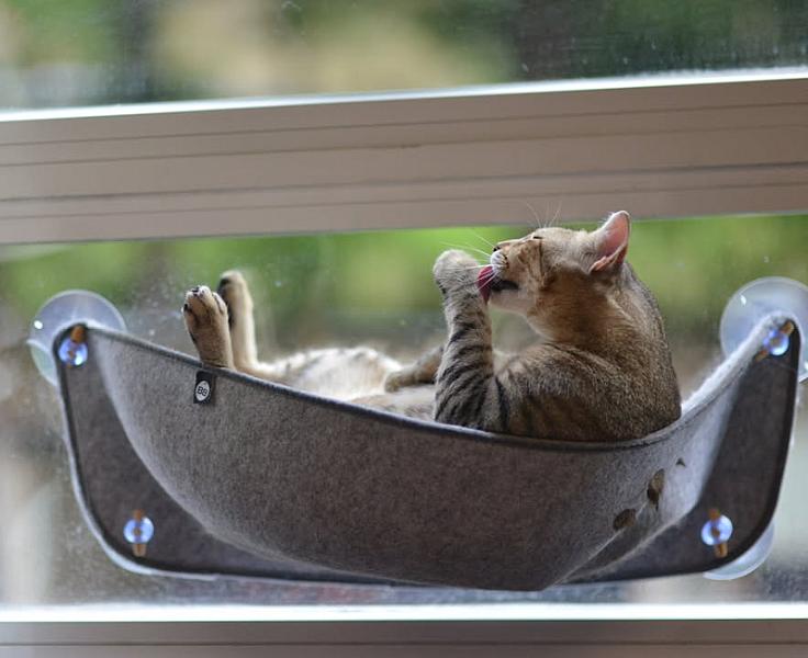 Kattenpraat