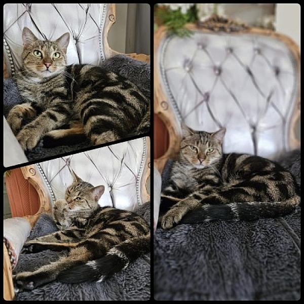 Kattenpraat
