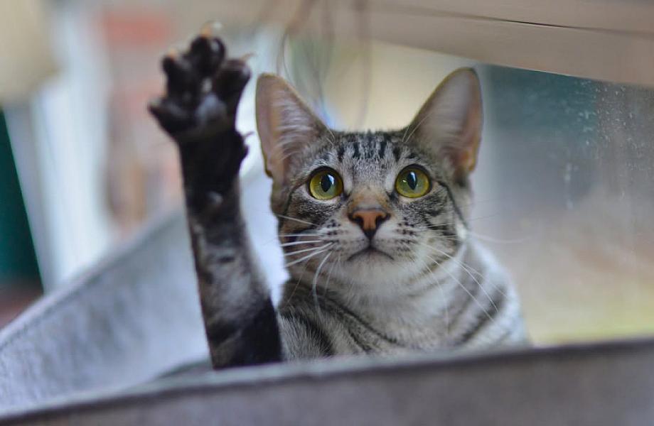 Kattenpraat