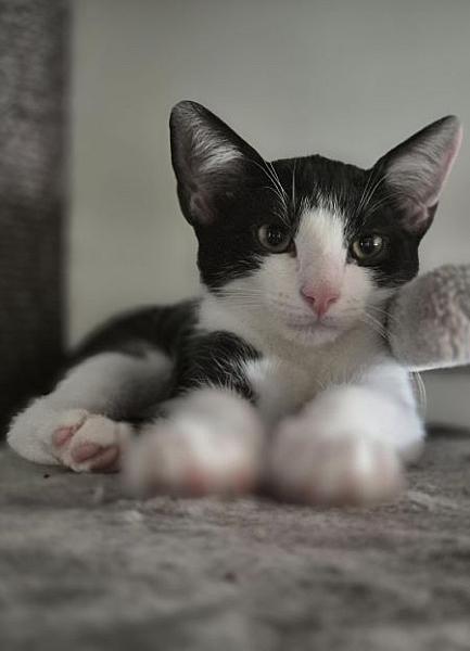 Kattenpraat