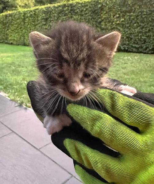 Kattenpraat