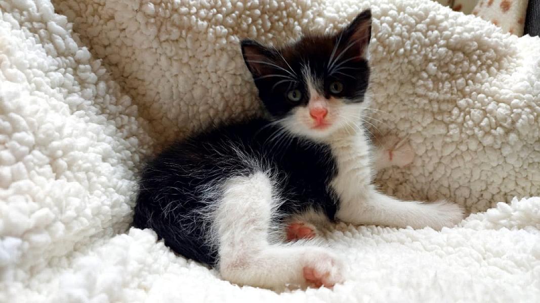 Kattenpraat