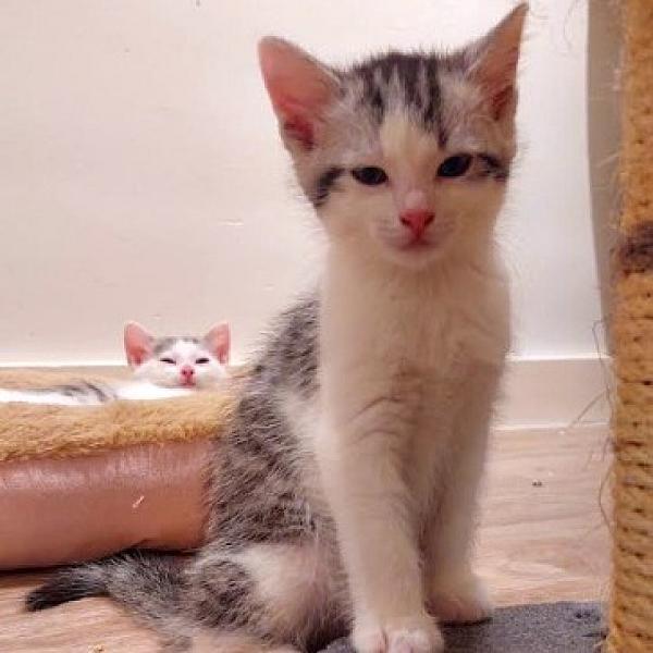 Kattenpraat