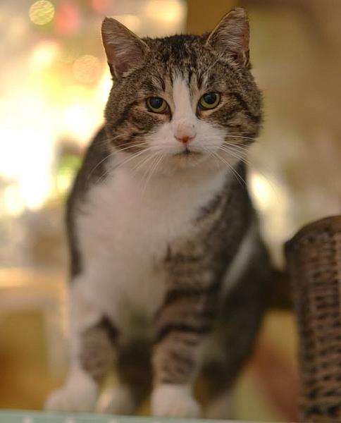 Kattenpraat