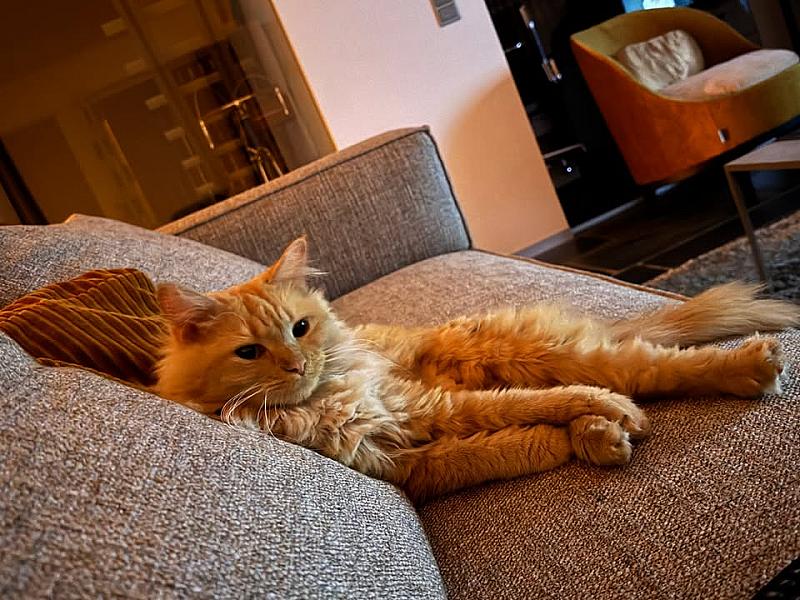 Kattenpraat