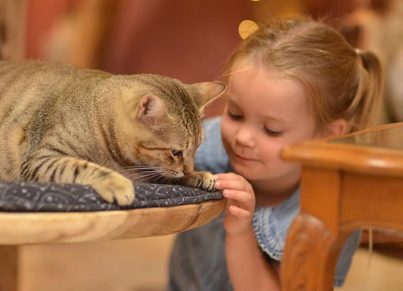 Kattenpraat