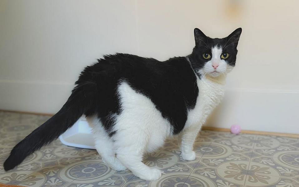 Kattenpraat