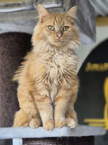 Kattenpraat