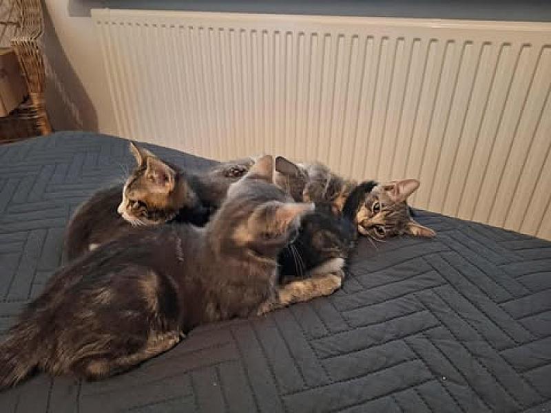 Kattenpraat