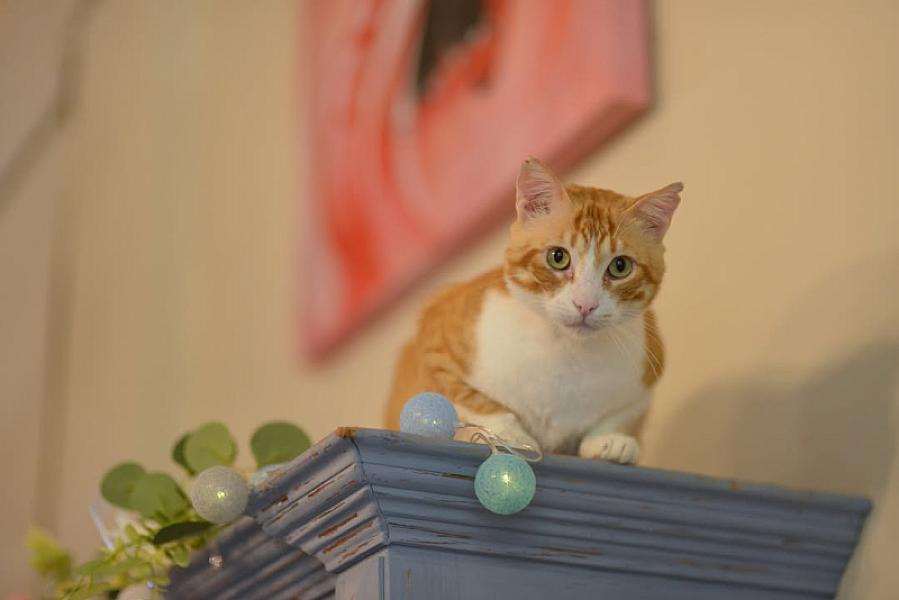Kattenpraat