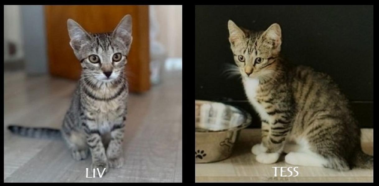 Kattenpraat
