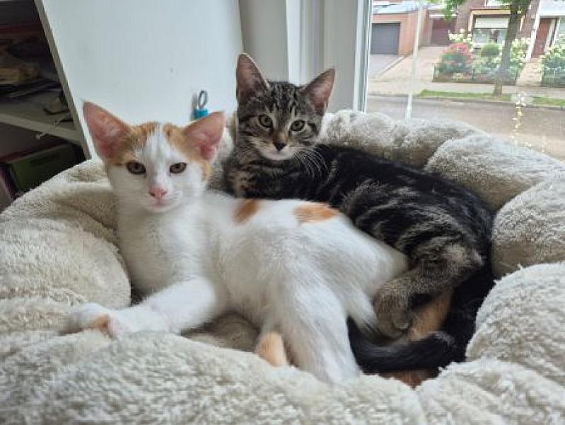 Kattenpraat