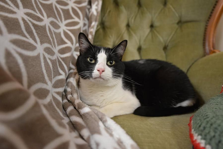 Kattenpraat
