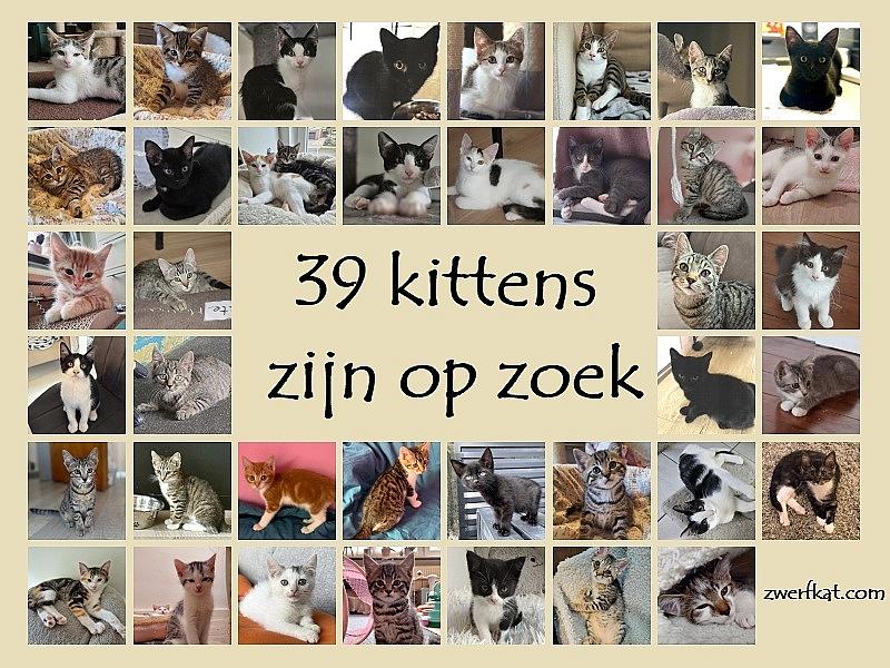 Kattenpraat