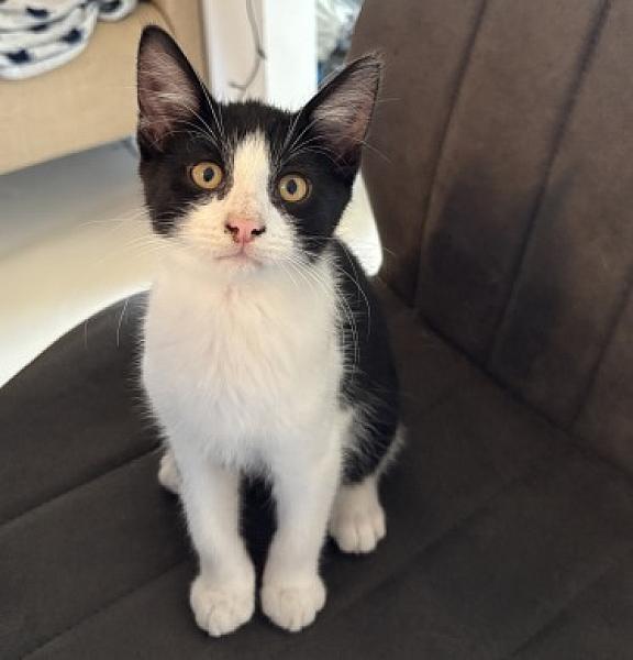 Kattenpraat