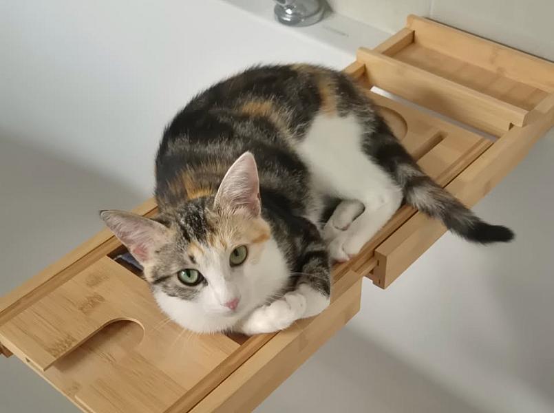 Kattenpraat