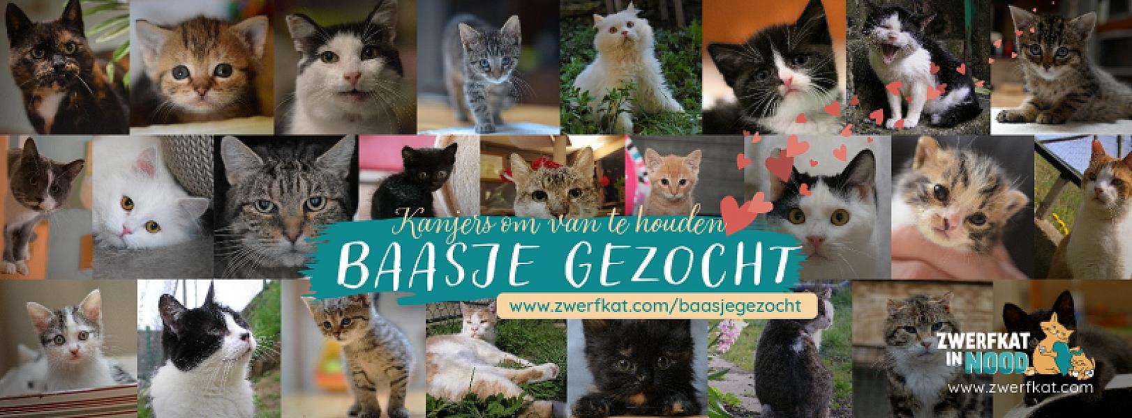 Kattenpraat