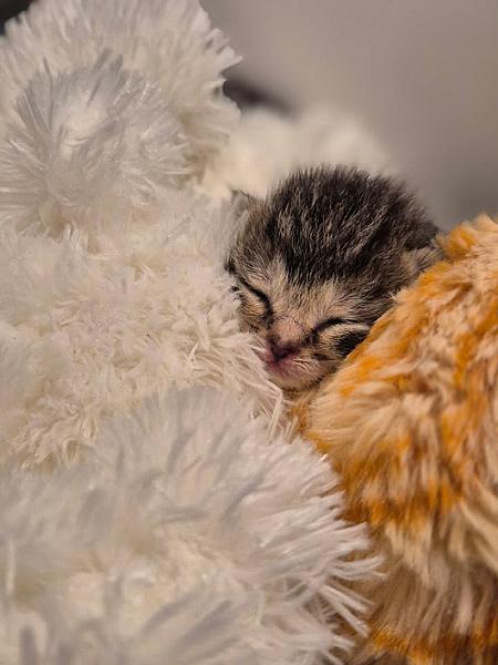 Kattenpraat