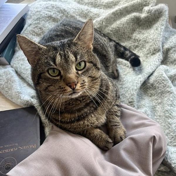 Kattenpraat
