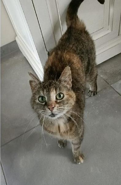 Kattenpraat