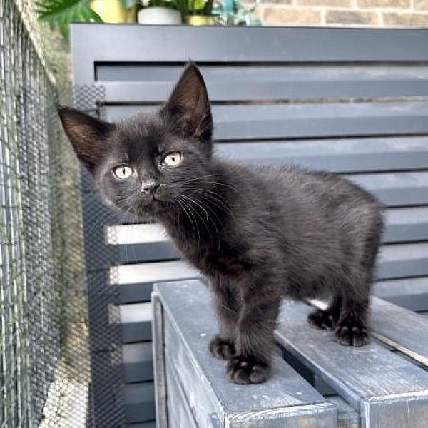 Kattenpraat
