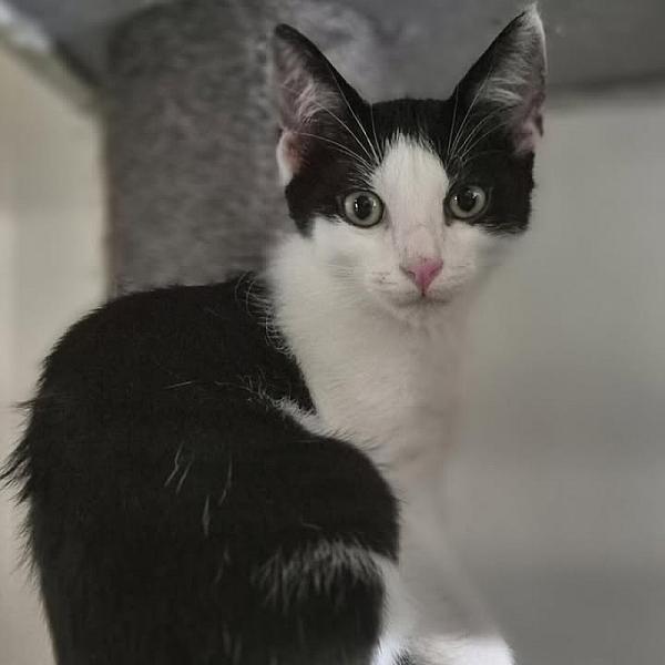 Kattenpraat