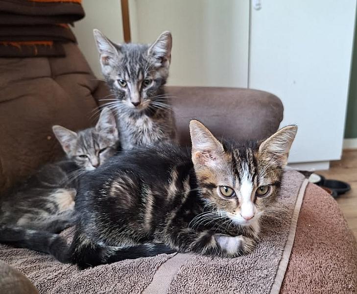 Kattenpraat