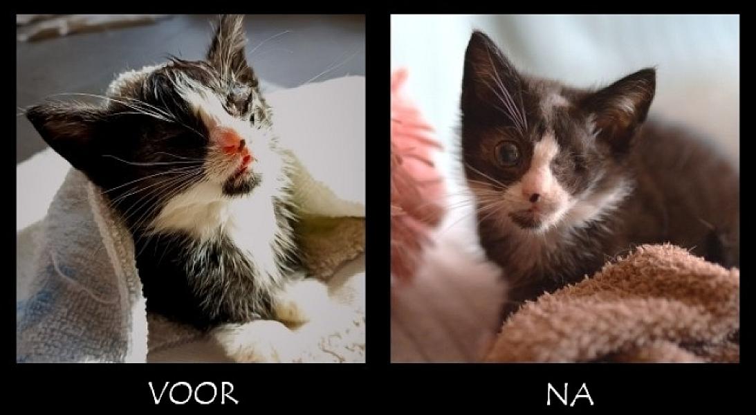 Kattenpraat