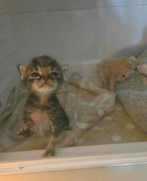 Kattenpraat
