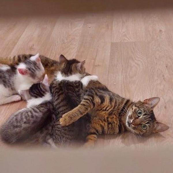 Kattenpraat