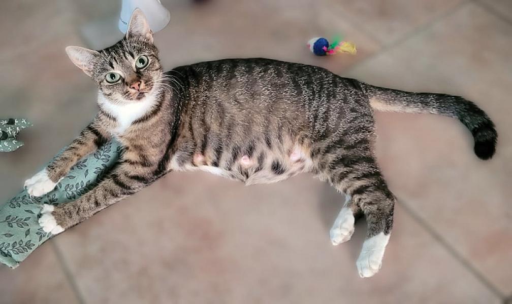 Kattenpraat
