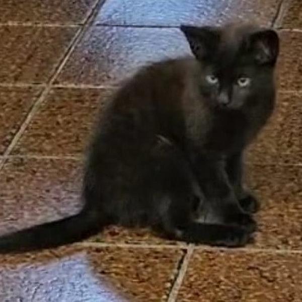 Kattenpraat