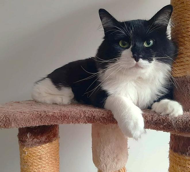 Kattenpraat